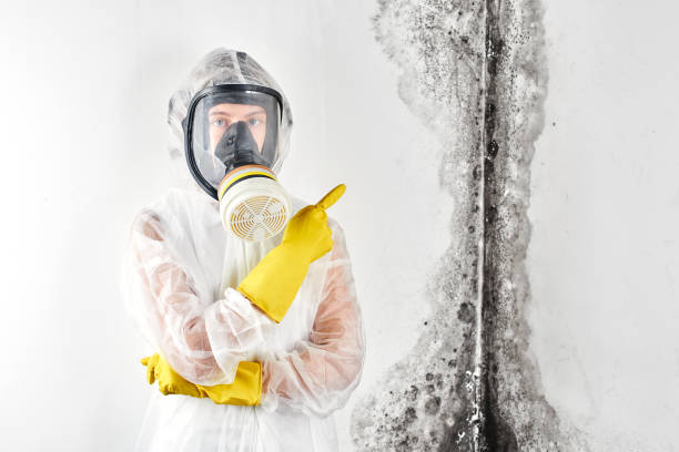 Best Biohazard Mold Removal in Onset, MA